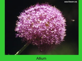 Allium
 
