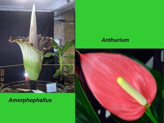 Amorphophallus
Anthurium
 
