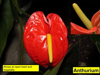 Anthurium
Shows an open heart and
hospitality
 