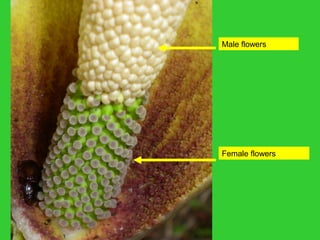 Male flowers
Female flowers
 