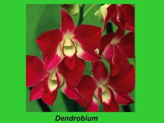 Dendrobium
 