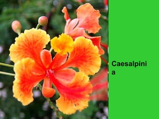 Caesalpini
a
 