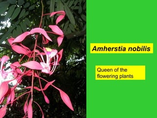 Amherstia nobilis
Queen of the
flowering plants
 