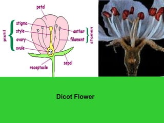 Dicot Flower
 