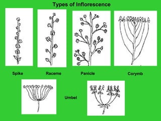 Types of Inflorescence
Raceme PanicleSpike
Umbel
Corymb
 