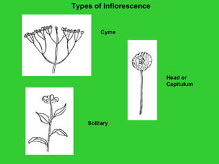 Types of Inflorescence
Solitary
Head or
Capitulum
Cyme
 