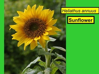 Sunflower
Heliathus annuus
 