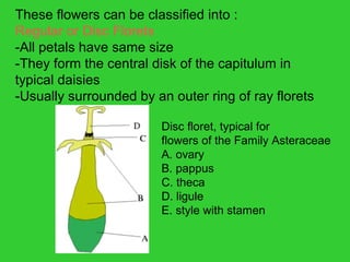 These flowers can be classified into :
Regular or Disc Florets
-All petals have same size
-They form the central disk of the capitulum in
typical daisies
-Usually surrounded by an outer ring of ray florets
Disc floret, typical for
flowers of the Family Asteraceae
A. ovary
B. pappus
C. theca
D. ligule
E. style with stamen
 