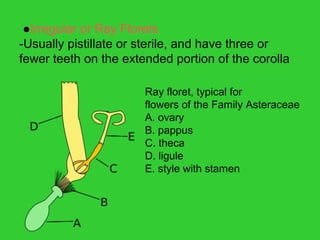●Irregular or Ray Florets
-Usually pistillate or sterile, and have three or
fewer teeth on the extended portion of the corolla
Ray floret, typical for
flowers of the Family Asteraceae
A. ovary
B. pappus
C. theca
D. ligule
E. style with stamen
 