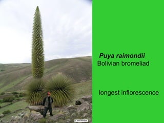 Puya raimondii
Bolivian bromeliad
longest inflorescence
 