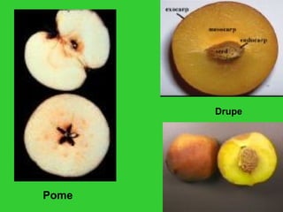 Pome
Drupe
 