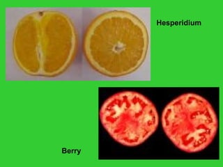 Hesperidium
Berry
 