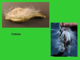 Follicle
 