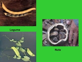 Legume
Nuts
 