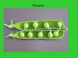 Pea pod
 