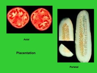 Placentation
Axial
Parietal
 