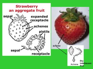 Dry
indehiscent
fruit
 