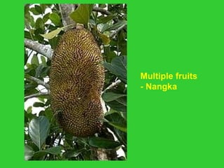 Multiple fruits
- Nangka
 
