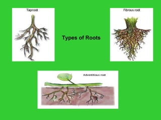 Types of Roots
 