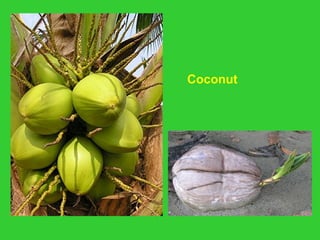 Coconut
 