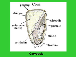 Caryopsis
 
