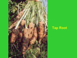 Tap Root
 