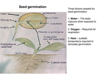 1. Water – The testa
ruptures when exposed to
water
2. Oxygen – Required for
respiration
3. Heat – suitable
temperature required to
stimulate germination
Seed germination Three factors needed for
seed germination:
 