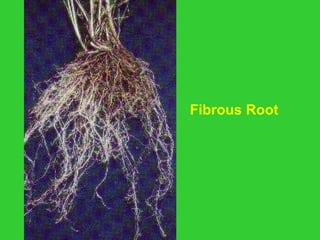 Fibrous Root
 
