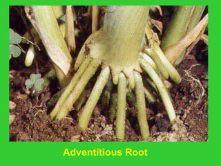 Adventitious Root
 