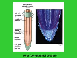 Root (Longitudinal section)
 