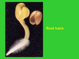 Root hairs
 