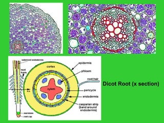 Dicot Root (x section)
 