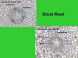 Dicot Root
 