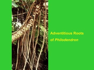 Adventitious Roots
of Philodendron
 