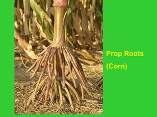 Prop Roots
(Corn)
 
