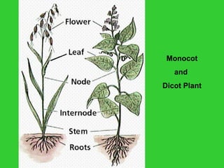 Monocot
and
Dicot Plant
 