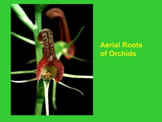 Aerial Roots
of Orchids
 