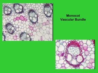 Monocot
Vascular Bundle
 