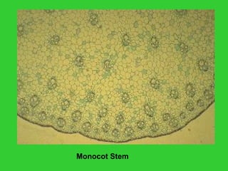 Monocot Stem
 