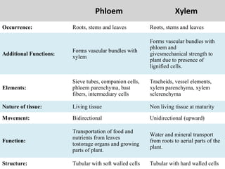 Phloem Xylem
Occurrence: Roots, stems and leaves Roots, stems and leaves
Additional Functions:
Forms vascular bundles with
xylem
Forms vascular bundles with
phloem and
givesmechanical strength to
plant due to presence of
lignified cells.
Elements:
Sieve tubes, companion cells,
phloem parenchyma, bast
fibers, intermediary cells
Tracheids, vessel elements,
xylem parenchyma, xylem
sclerenchyma
Nature of tissue: Living tissue Non living tissue at maturity
Movement: Bidirectional Unidirectional (upward)
Function:
Transportation of food and
nutrients from leaves
tostorage organs and growing
parts of plant.
Water and mineral transport
from roots to aerial parts of the
plant.
Structure: Tubular with soft walled cells Tubular with hard walled cells
 