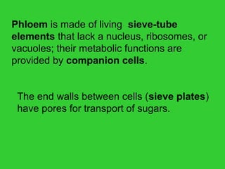 Phloem is made of living  sieve-tube
elements that lack a nucleus, ribosomes, or 
vacuoles; their metabolic functions are 
provided by companion cells.
The end walls between cells (sieve plates) 
have pores for transport of sugars.
 