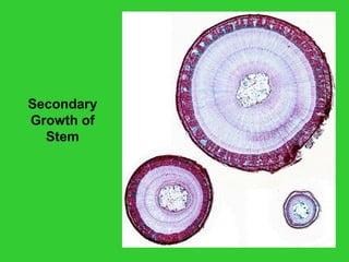 Secondary
Growth of
Stem
 