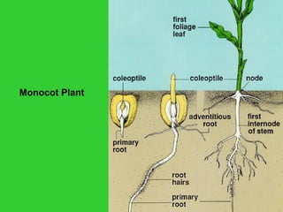 Monocot Plant
 