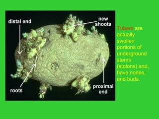 Tubers are 
actually 
swollen 
portions of 
underground 
stems 
(stolons) and, 
have nodes, 
and buds.
 