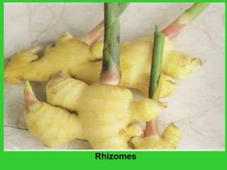 Rhizomes
 