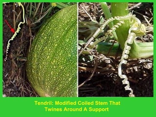 Tendril: Modified Coiled Stem That
Twines Around A Support 
 