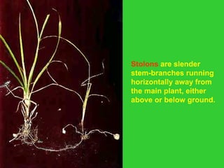 Stolons are slender
stem-branches running
horizontally away from
the main plant, either
above or below ground.
 