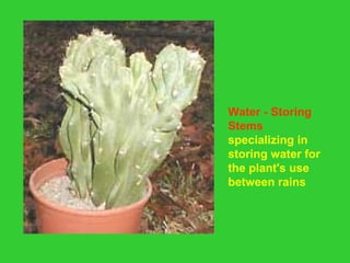 Water - Storing
Stems
specializing in
storing water for
the plant's use
between rains
 
