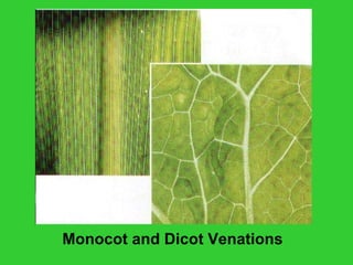 Monocot and Dicot Venations
 