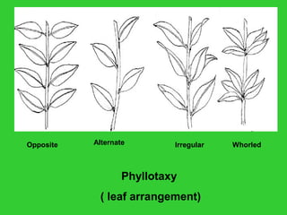 Phyllotaxy
( leaf arrangement)
Opposite Alternate Irregular Whorled
 